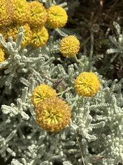 Santolina chamaecyparissus
