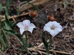 Convolvulus equitans equitans