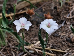 Convolvulus equitans equitans