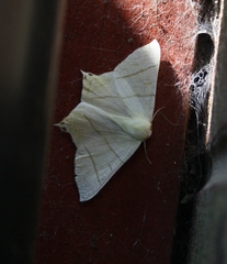 Ourapteryx sambucaria