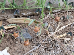 Convolvulus equitans equitans