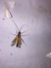 Opheltes glaucopterus barberi