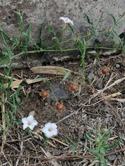 Convolvulus equitans equitans