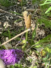 Plantago lanceolata