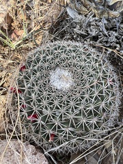 Mammillaria wagneriana