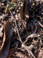 Dasymutilla munifica