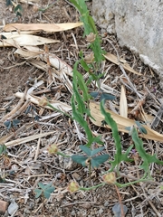 Convolvulus equitans equitans