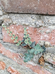 Astrolepis crassifolia