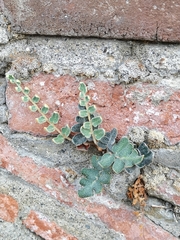 Astrolepis crassifolia
