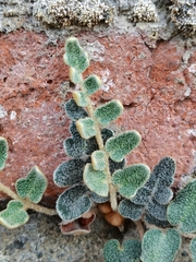 Astrolepis crassifolia