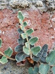 Astrolepis crassifolia