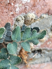 Astrolepis crassifolia