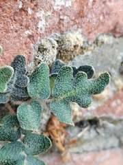 Astrolepis crassifolia