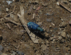 Cicindela depressula