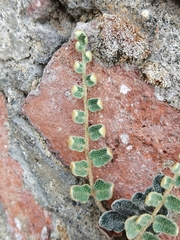 Astrolepis crassifolia