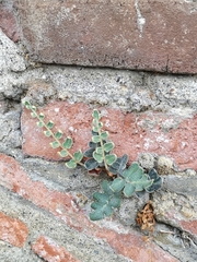 Astrolepis crassifolia
