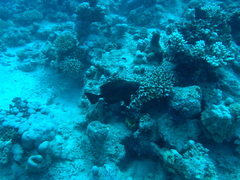 Priacanthidae