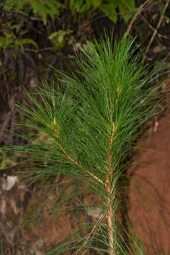 Khasi pine