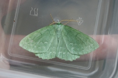 Geometra papilionaria