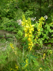 Melilotus altissimus