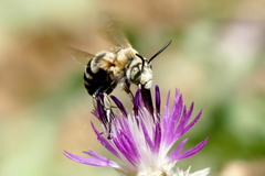 Amegilla quadrifasciata