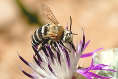 Amegilla quadrifasciata