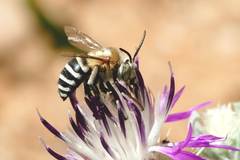 Amegilla quadrifasciata