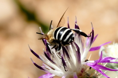Amegilla quadrifasciata