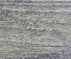 Buellia griseovirens