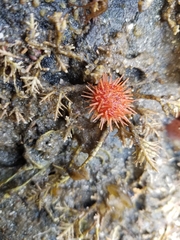 Strongylocentrotidae