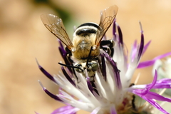 Amegilla quadrifasciata