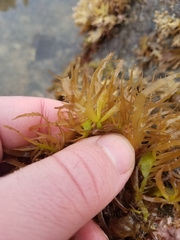 Grateloupia californica