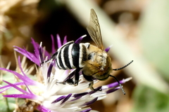 Amegilla quadrifasciata