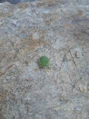 Acanthosoma haemorrhoidale