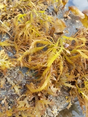 Grateloupia californica