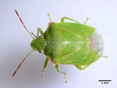 Thyanta pallidovirens