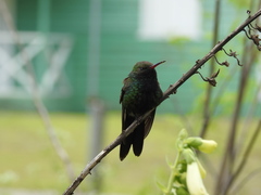 Riccordia swainsonii