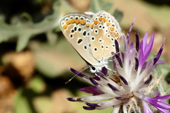 Polyommatus celina