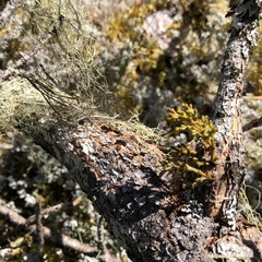 Arceuthobium americanum