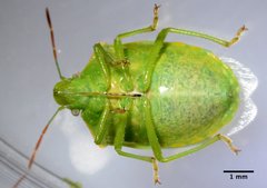 Thyanta pallidovirens