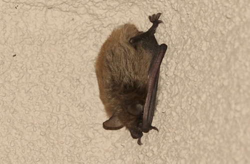 Yuma Myotis