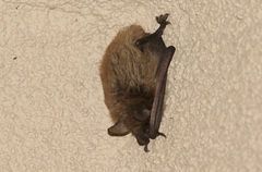 Yuma Myotis photo 4