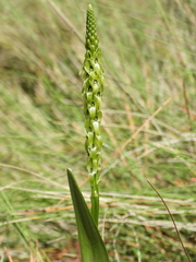 Malaxis streptopetala