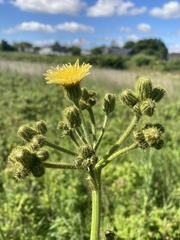 Sonchus palustris