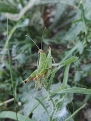 Heteracris pterosticha