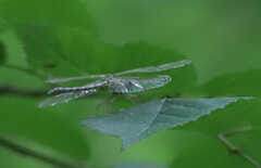 Stylogomphus albistylus