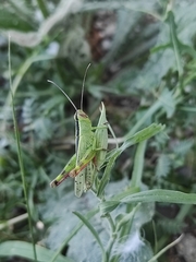 Heteracris pterosticha