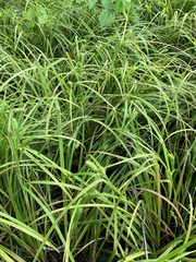 Carex typhina