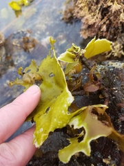 Constantinea rosa-marina
