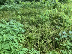 Carex typhina